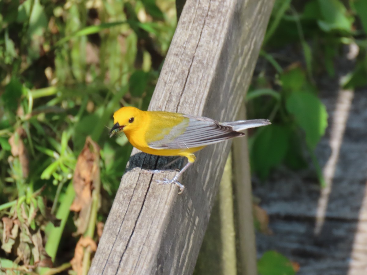 Prothonotary Warbler - ML620057726