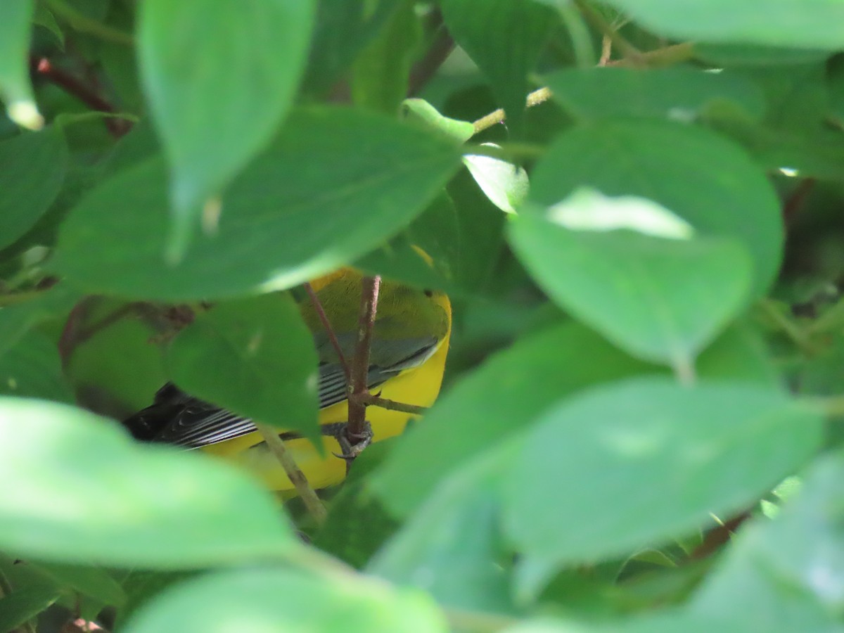 Prothonotary Warbler - ML620057730