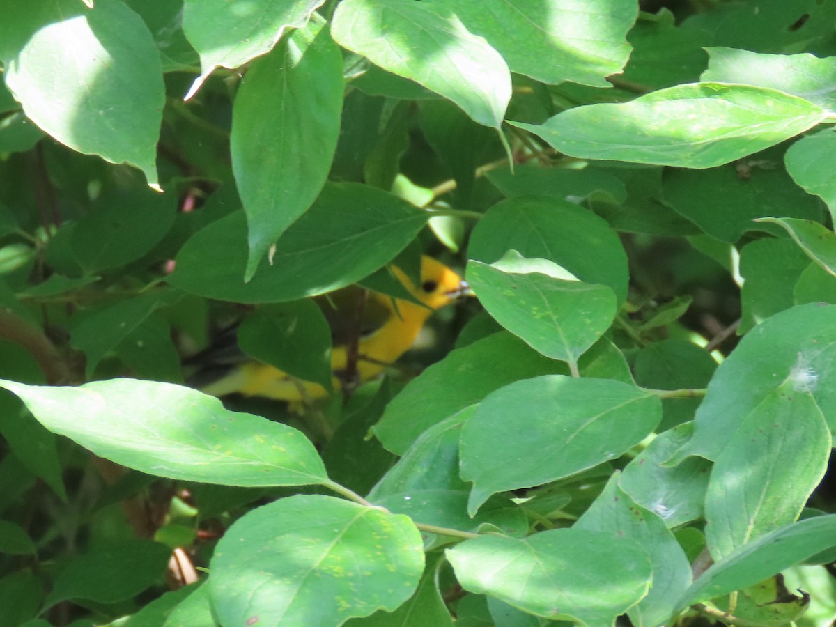 Prothonotary Warbler - ML620057731