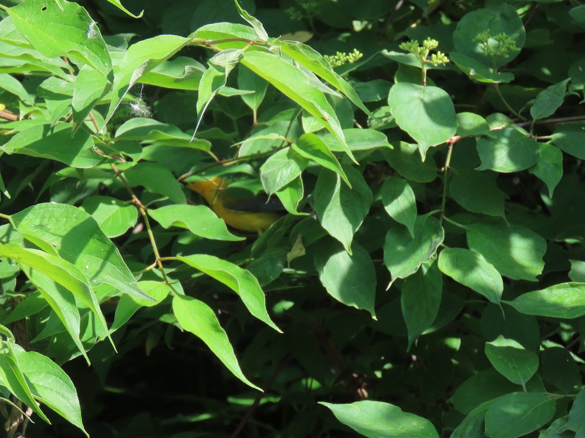 Prothonotary Warbler - ML620057732