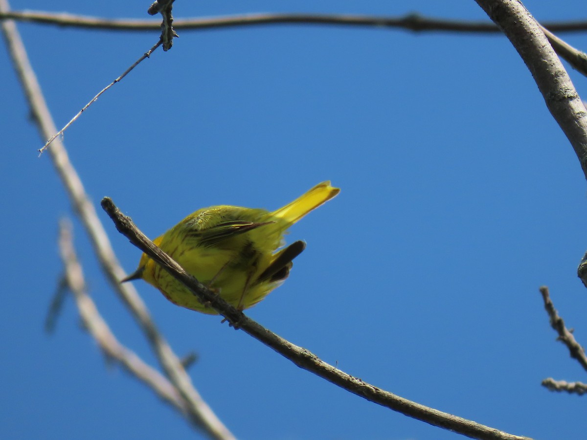 Yellow Warbler - ML620057735