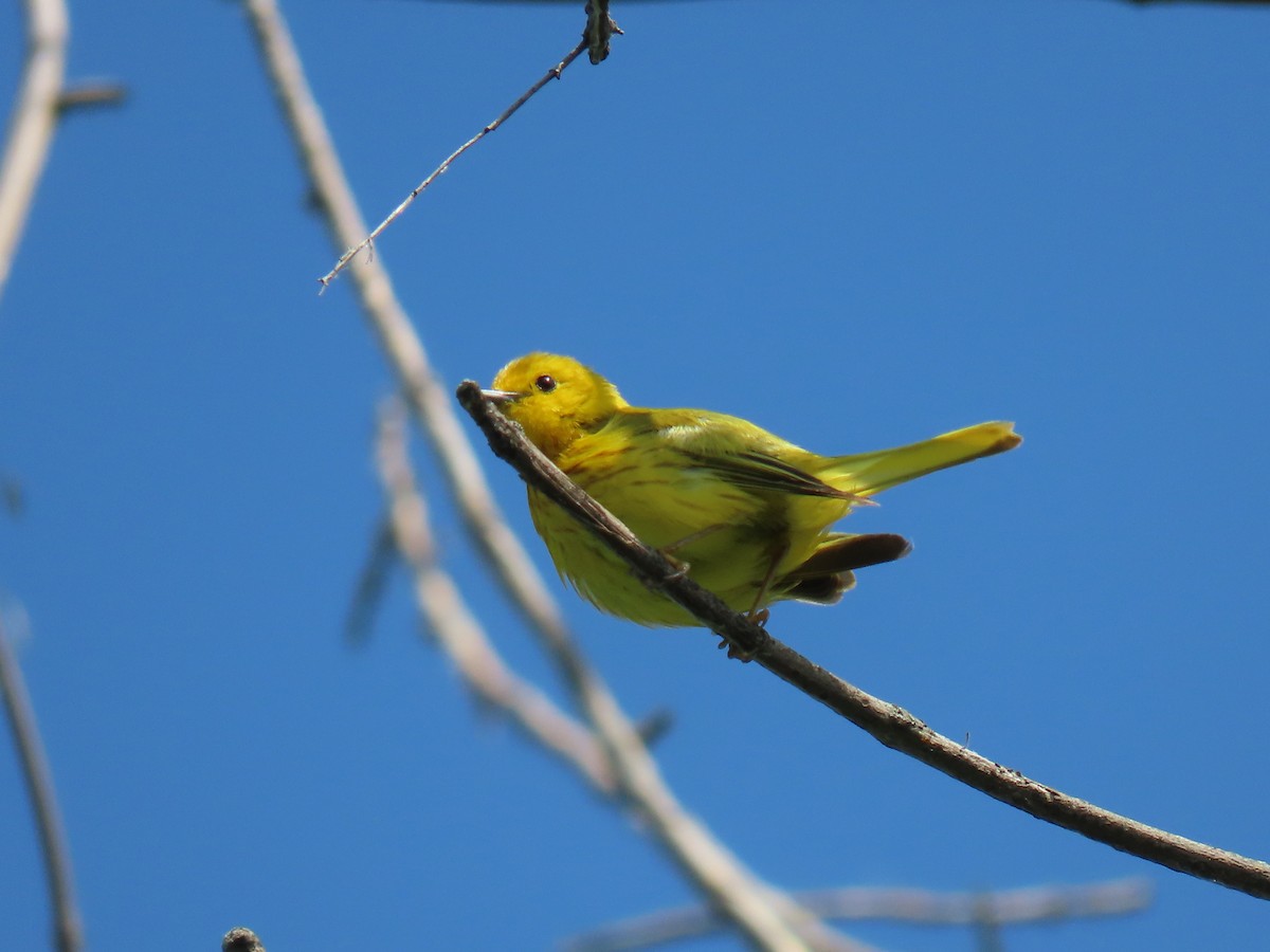 Yellow Warbler - ML620057737