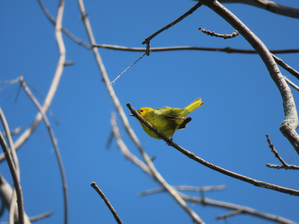 Yellow Warbler - ML620057741