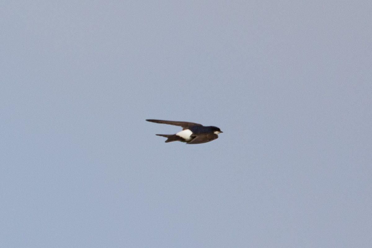 Western House-Martin - ML620057764