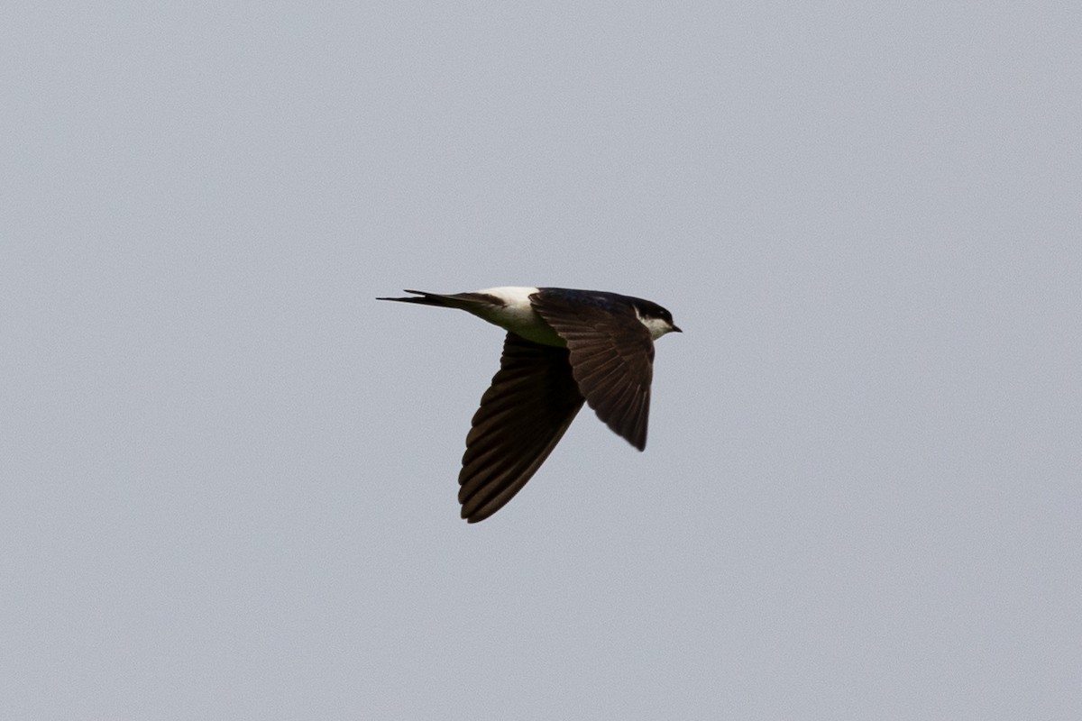 Western House-Martin - ML620057765