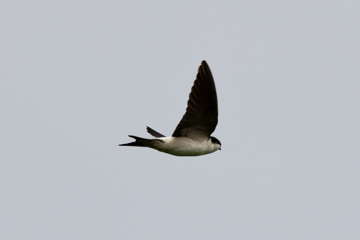 Western House-Martin - ML620057766