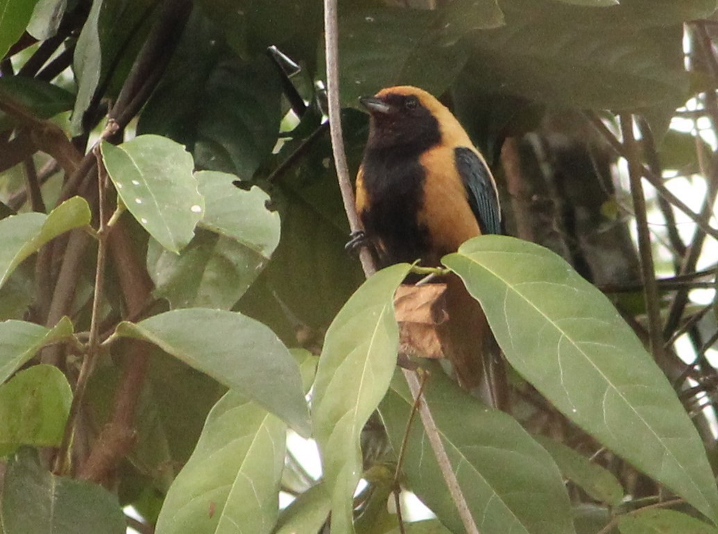 Burnished-buff Tanager - ML620057773