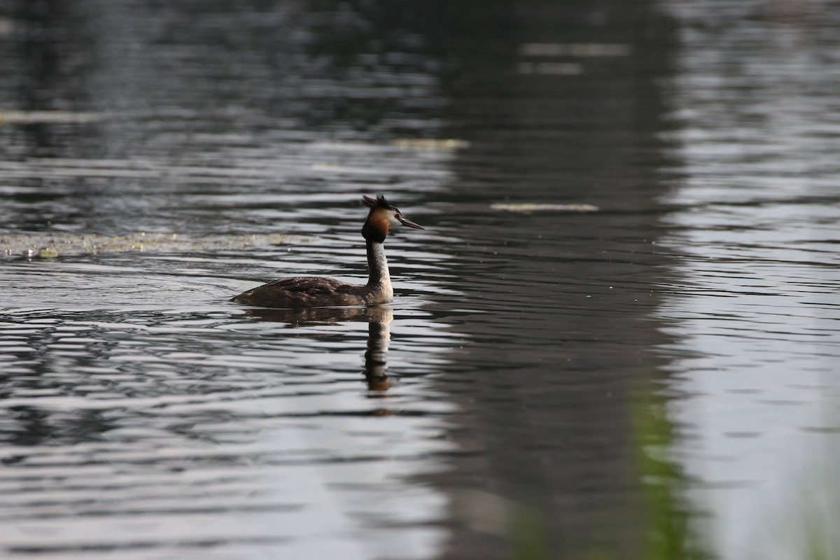 Great Crested Grebe - ML620057775
