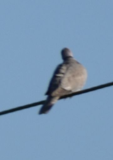 Eurasian Collared-Dove - ML620057817