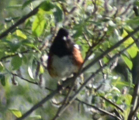 Spotted Towhee - ML620057821