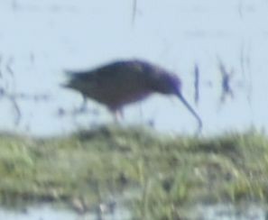 Long-billed Dowitcher - ML620057833