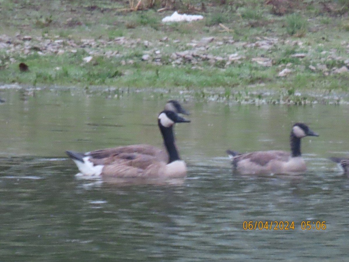 Canada Goose - ML620057854