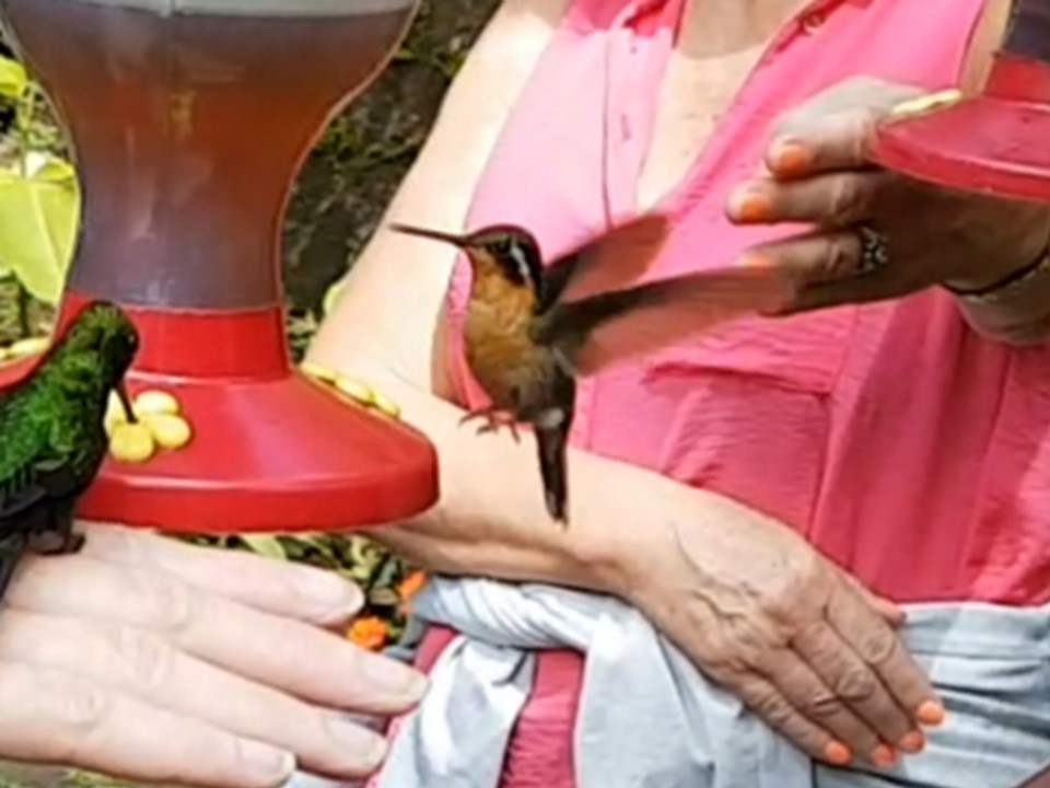 kolibřík fialovohrdlý - ML620057875