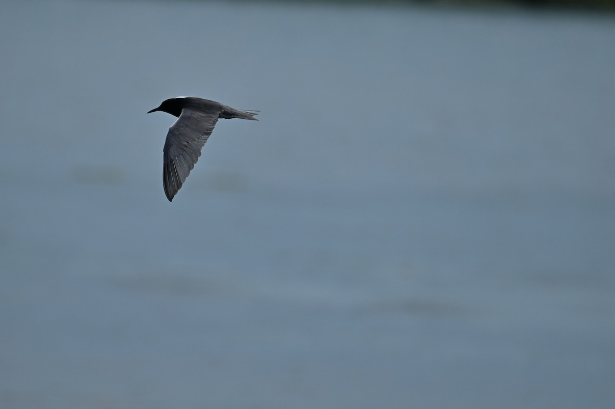 Black Tern - france dallaire