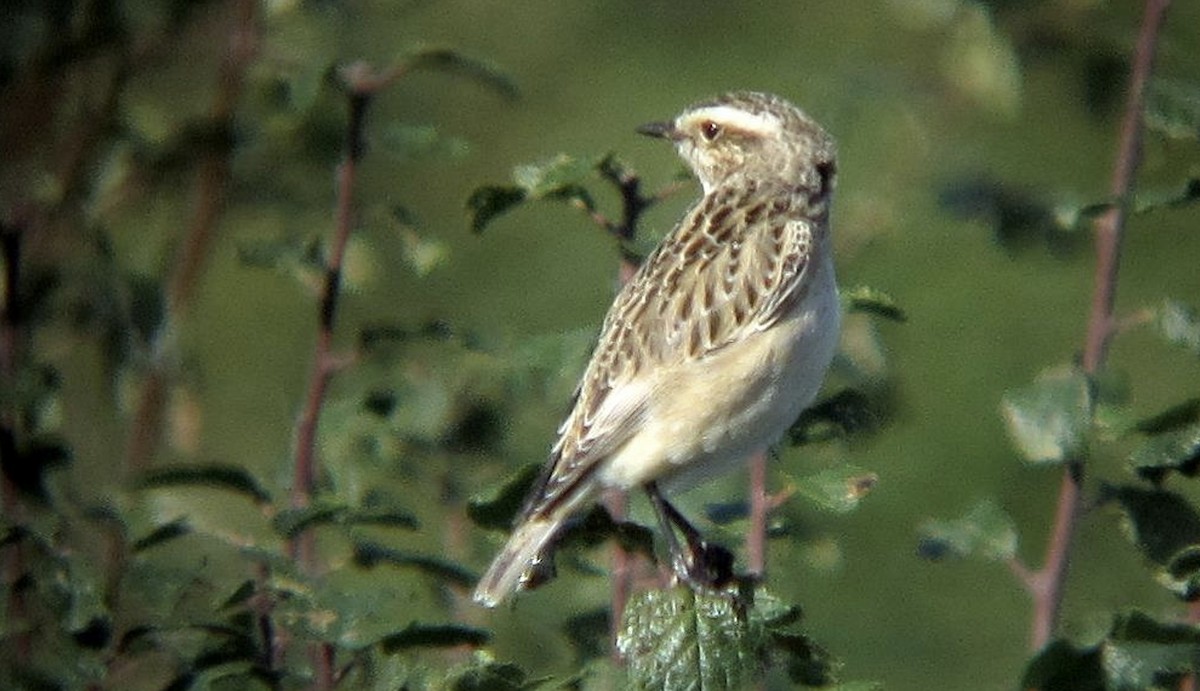 Whinchat - ML620057888