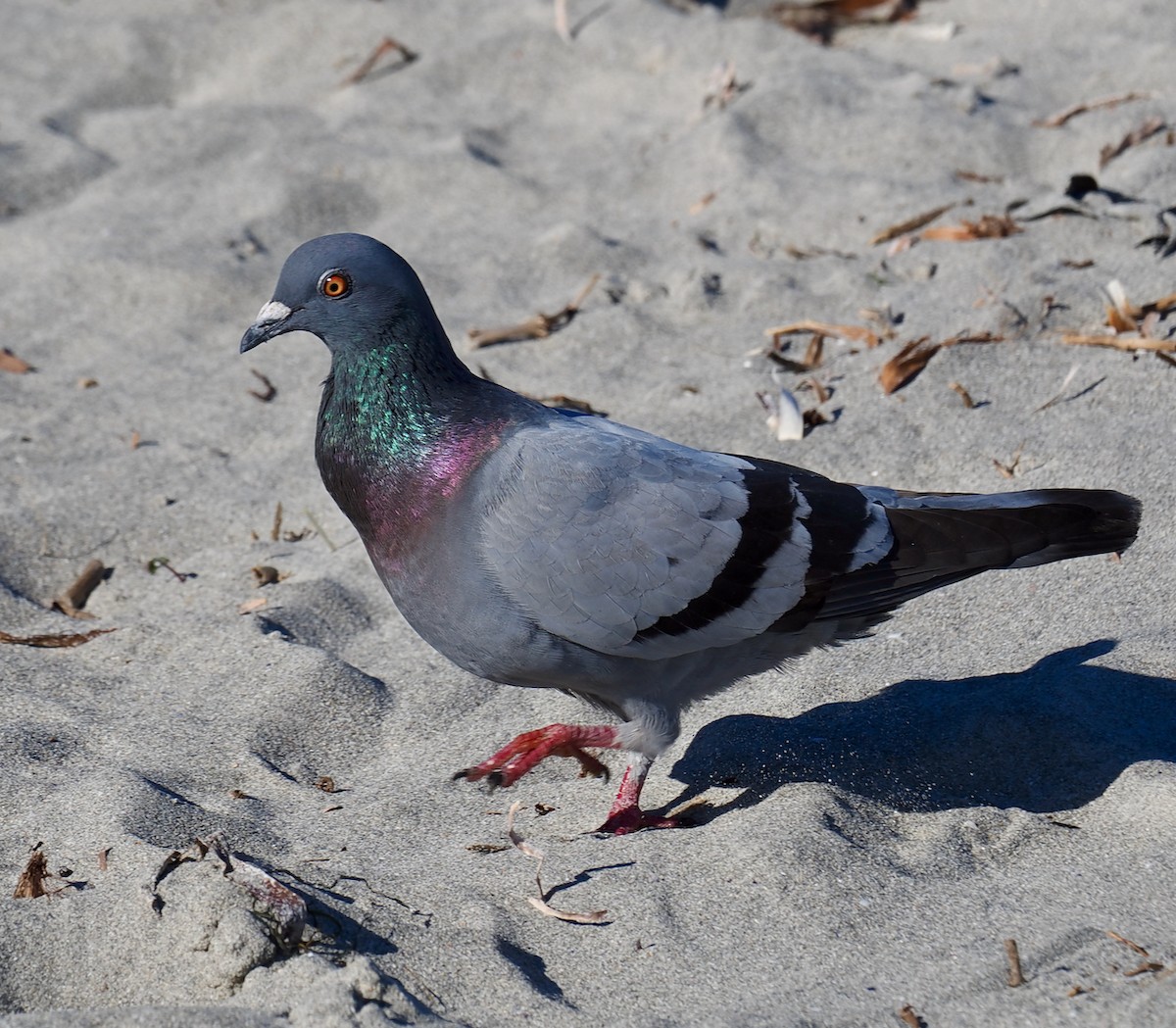 Rock Pigeon (Feral Pigeon) - ML620057905