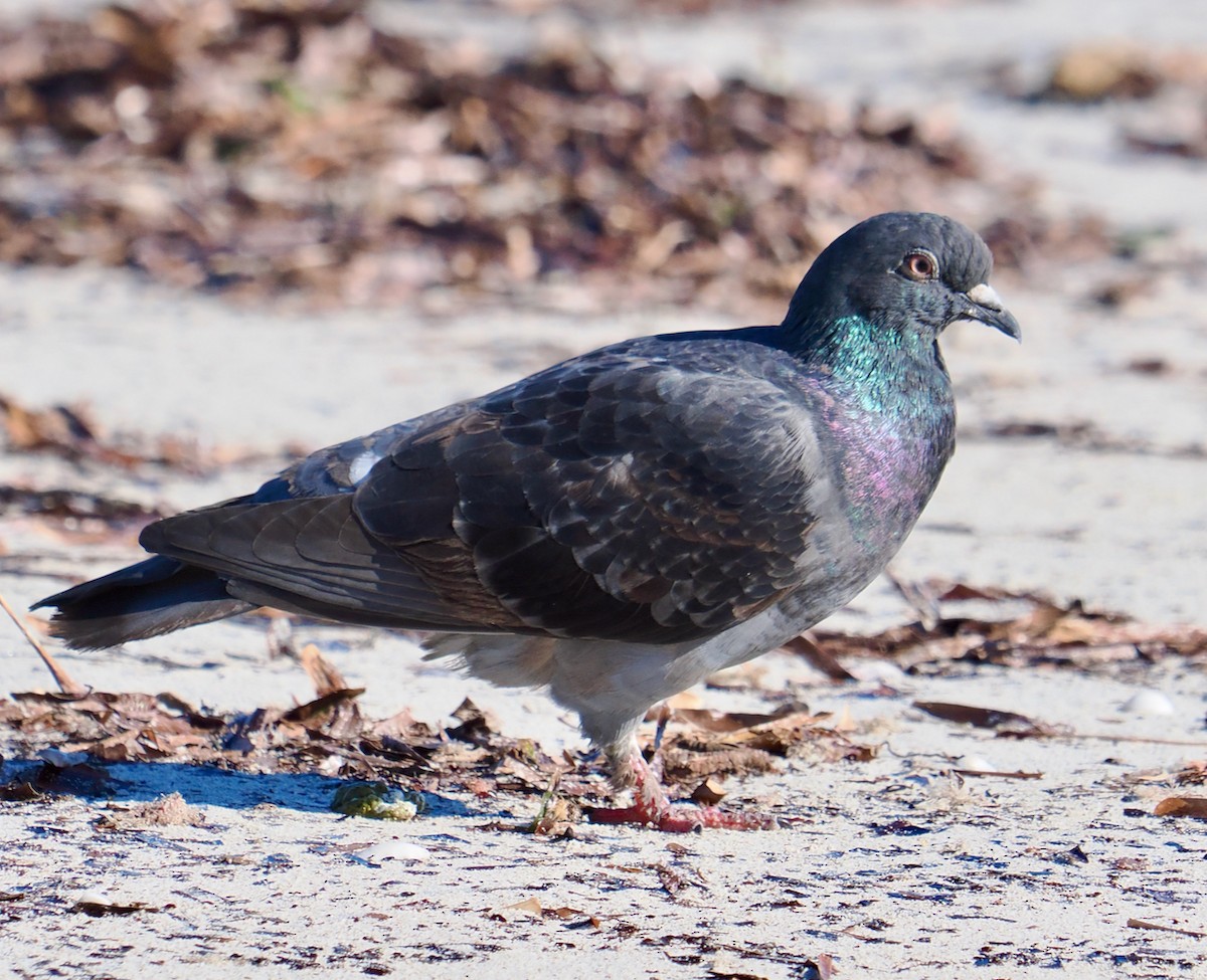 Rock Pigeon (Feral Pigeon) - ML620057907