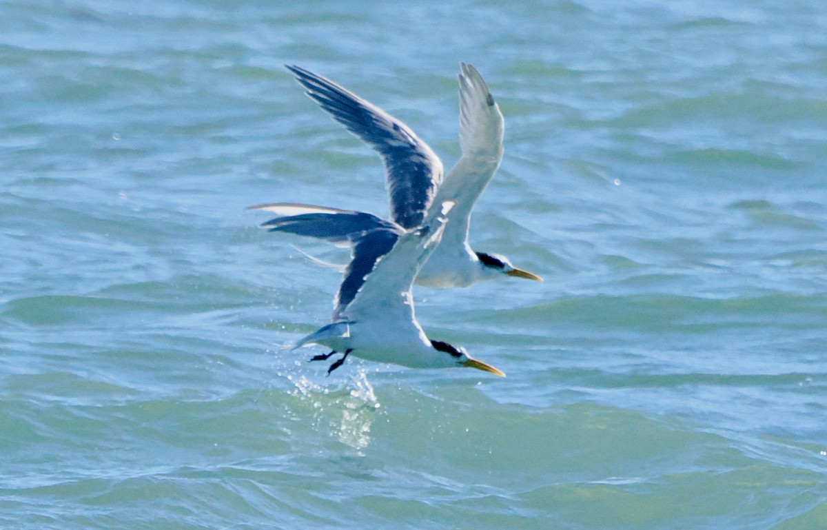 Great Crested Tern - ML620057918