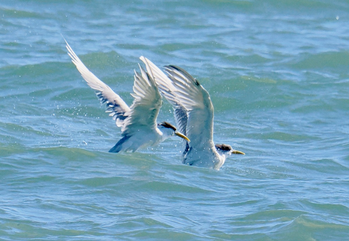 Great Crested Tern - ML620057919