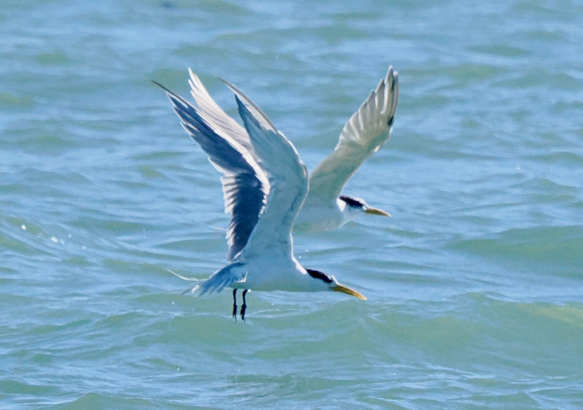 Great Crested Tern - ML620057920