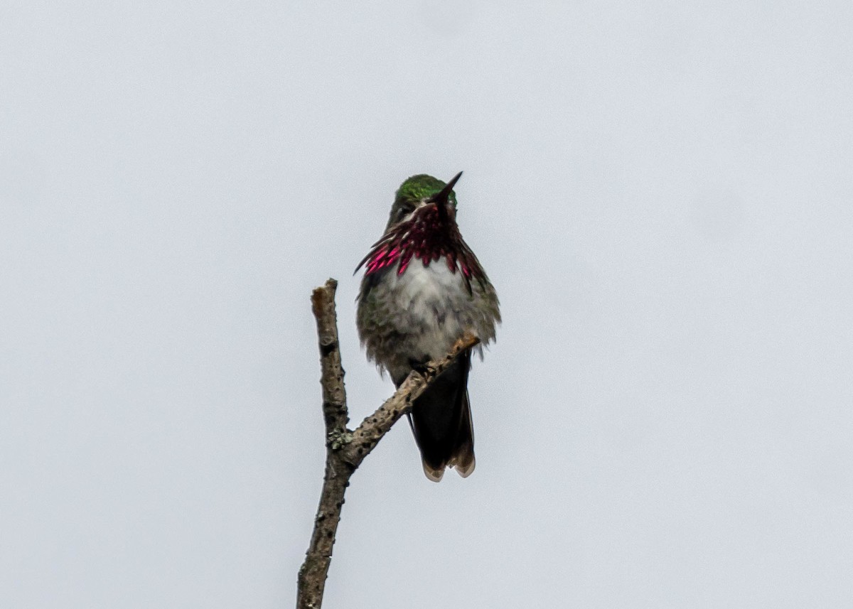Calliope Hummingbird - ML620057921