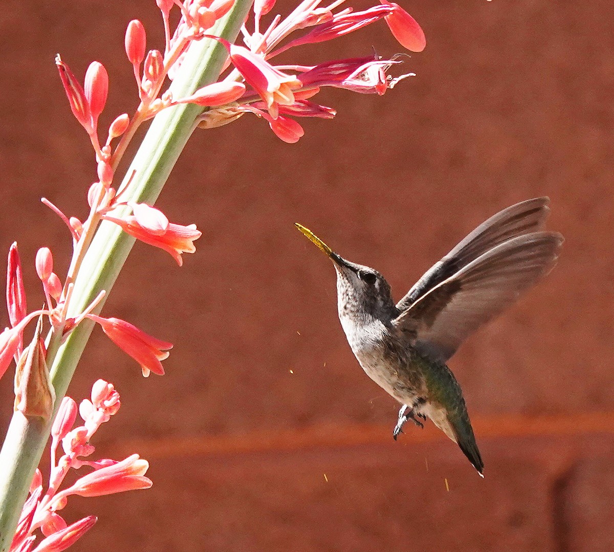 Anna's Hummingbird - ML620057939