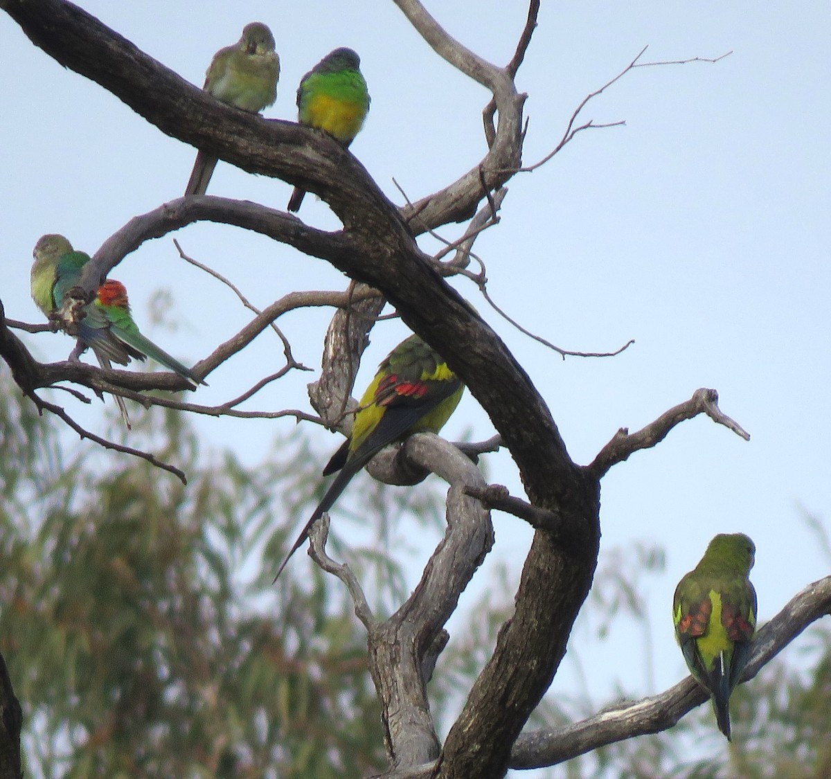 Regent Parrot - ML620057963