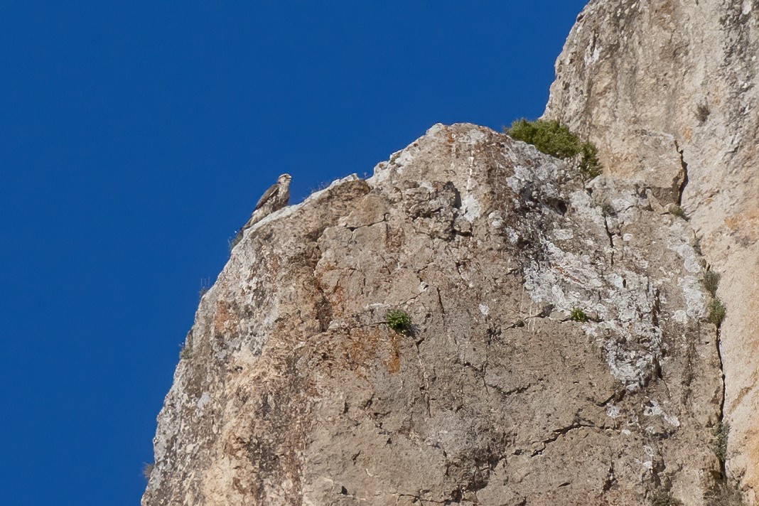 Saker Falcon - ML620057966