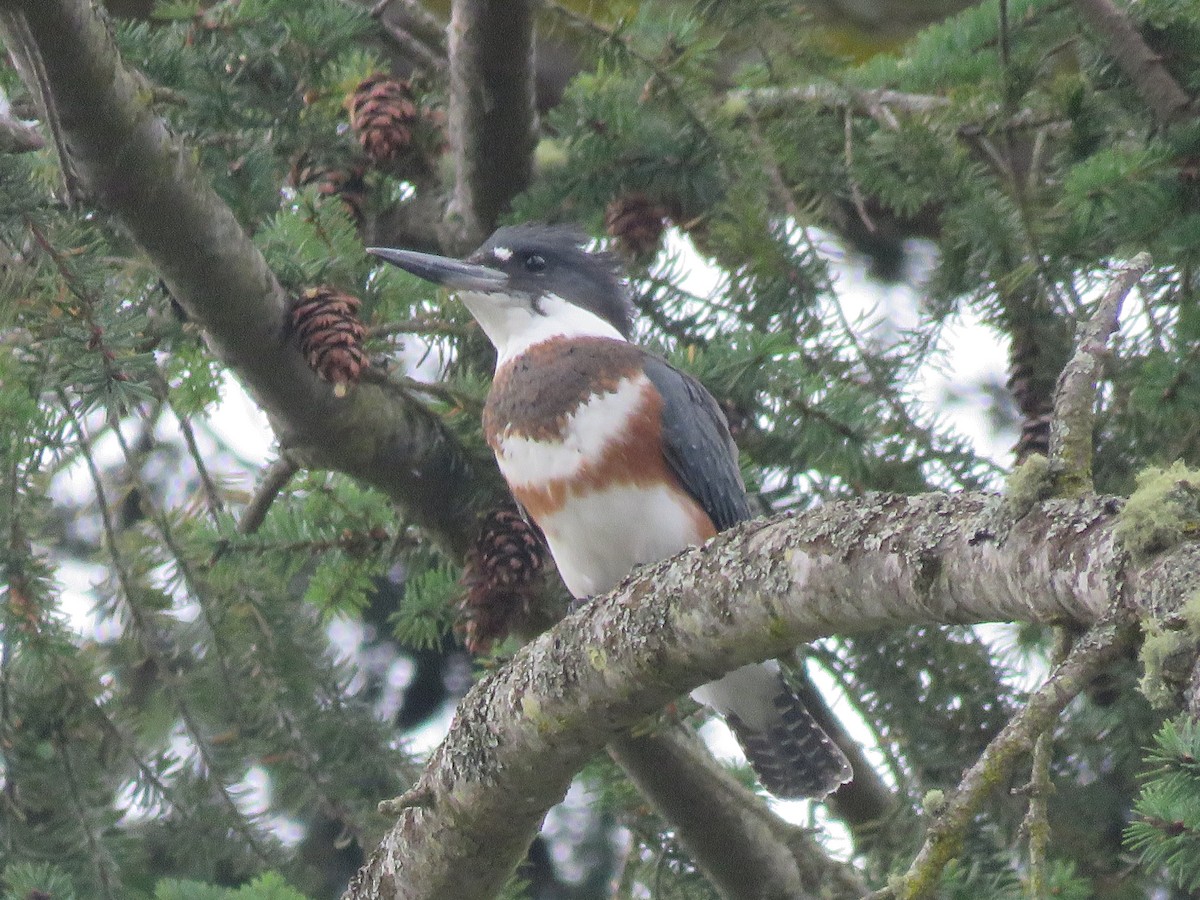 Belted Kingfisher - ML620057997