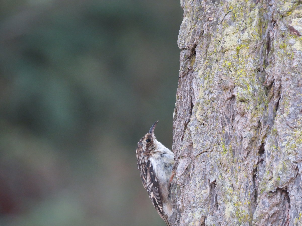 Brown Creeper - ML620058004