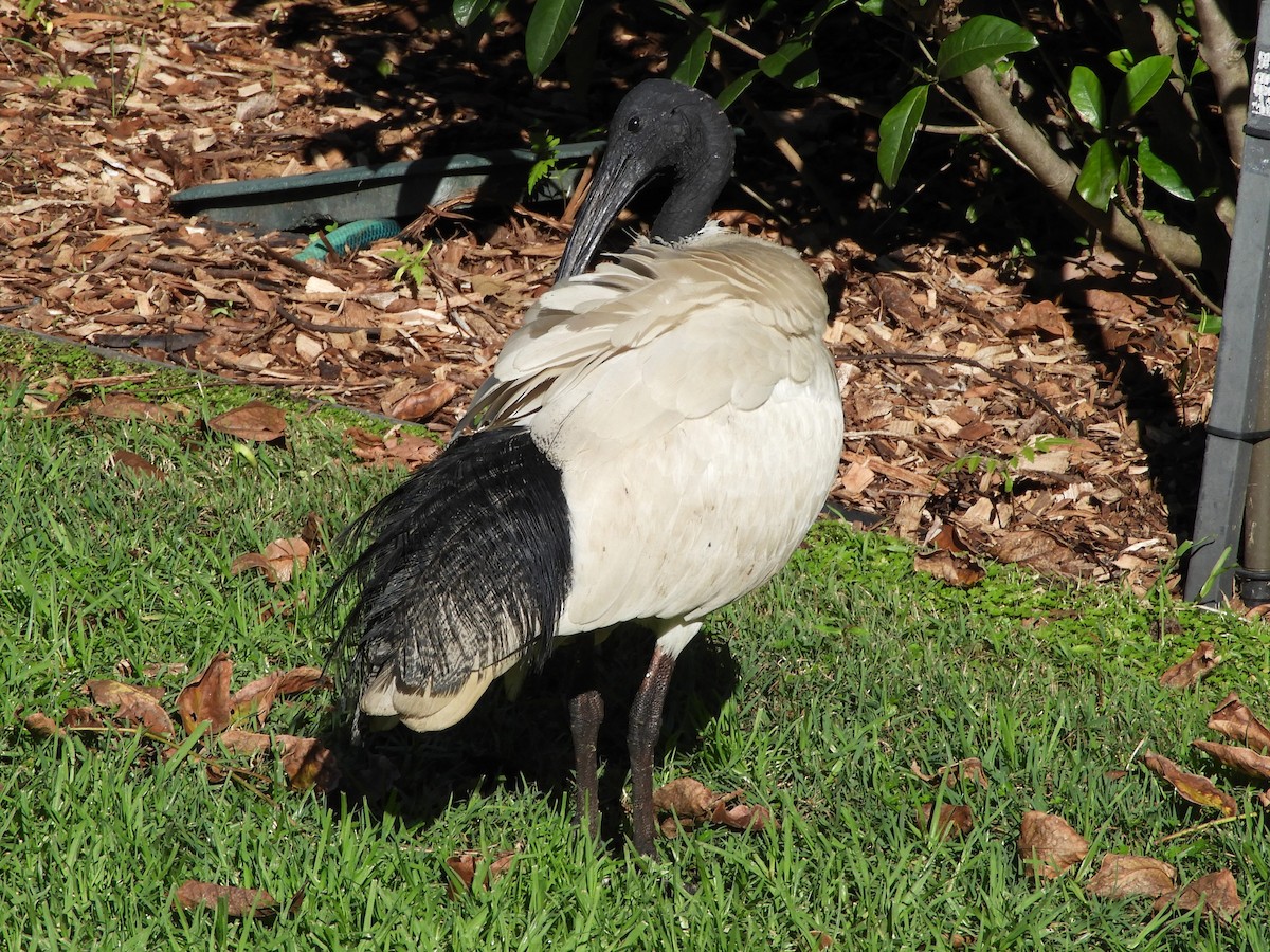 ibis australský - ML620058007