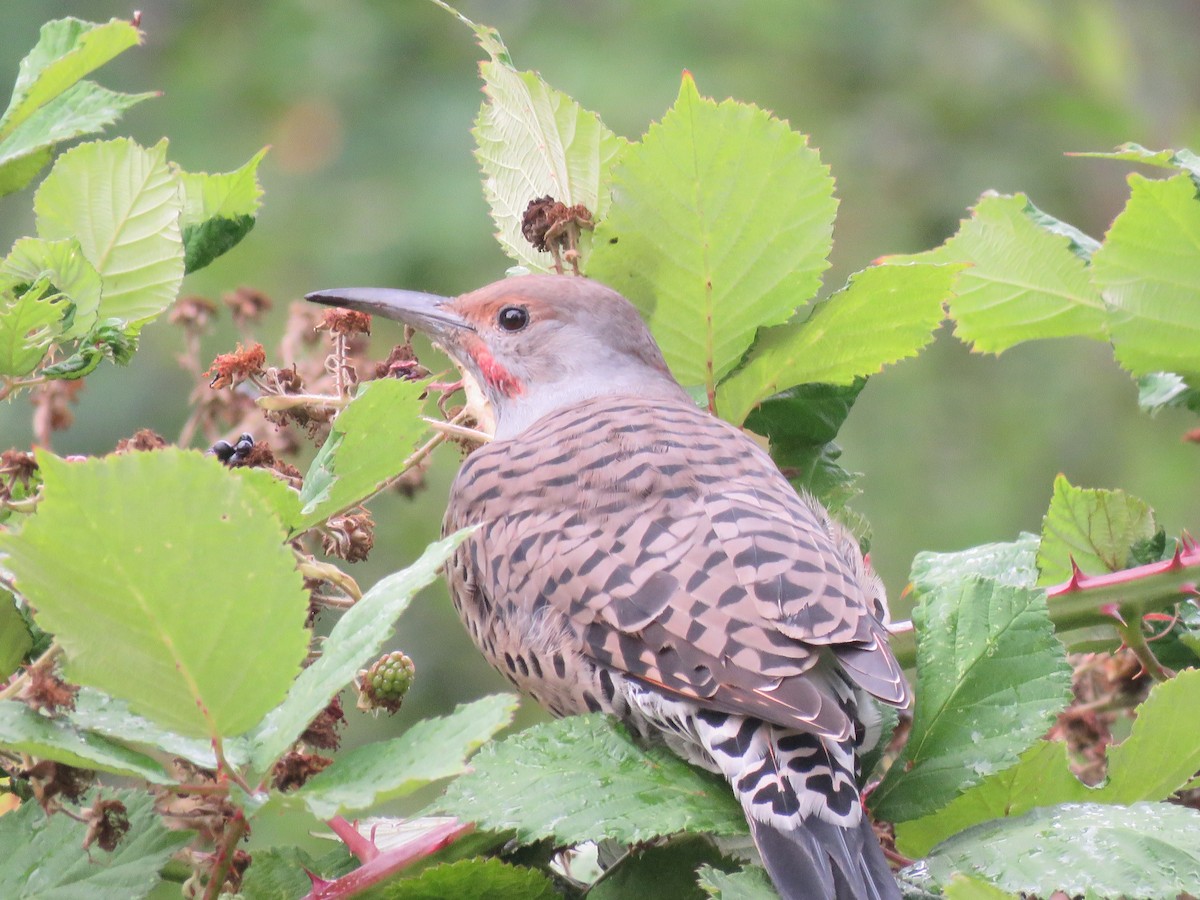 Northern Flicker - ML620058008