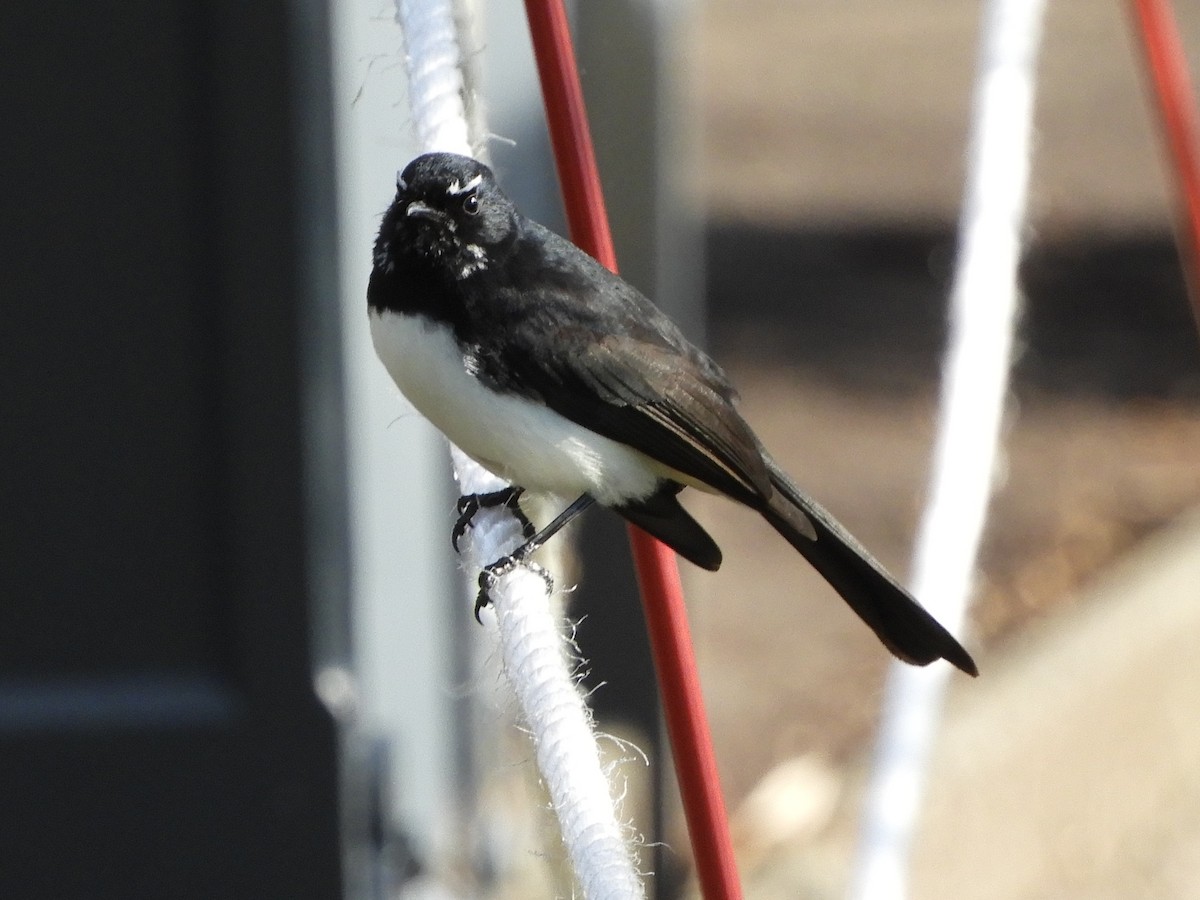 Willie-wagtail - ML620058027
