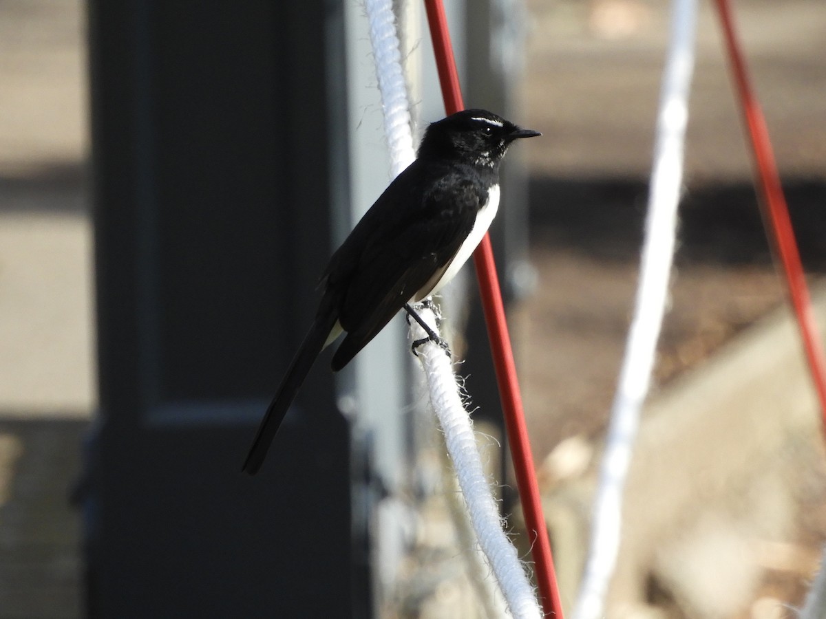 Willie-wagtail - ML620058028
