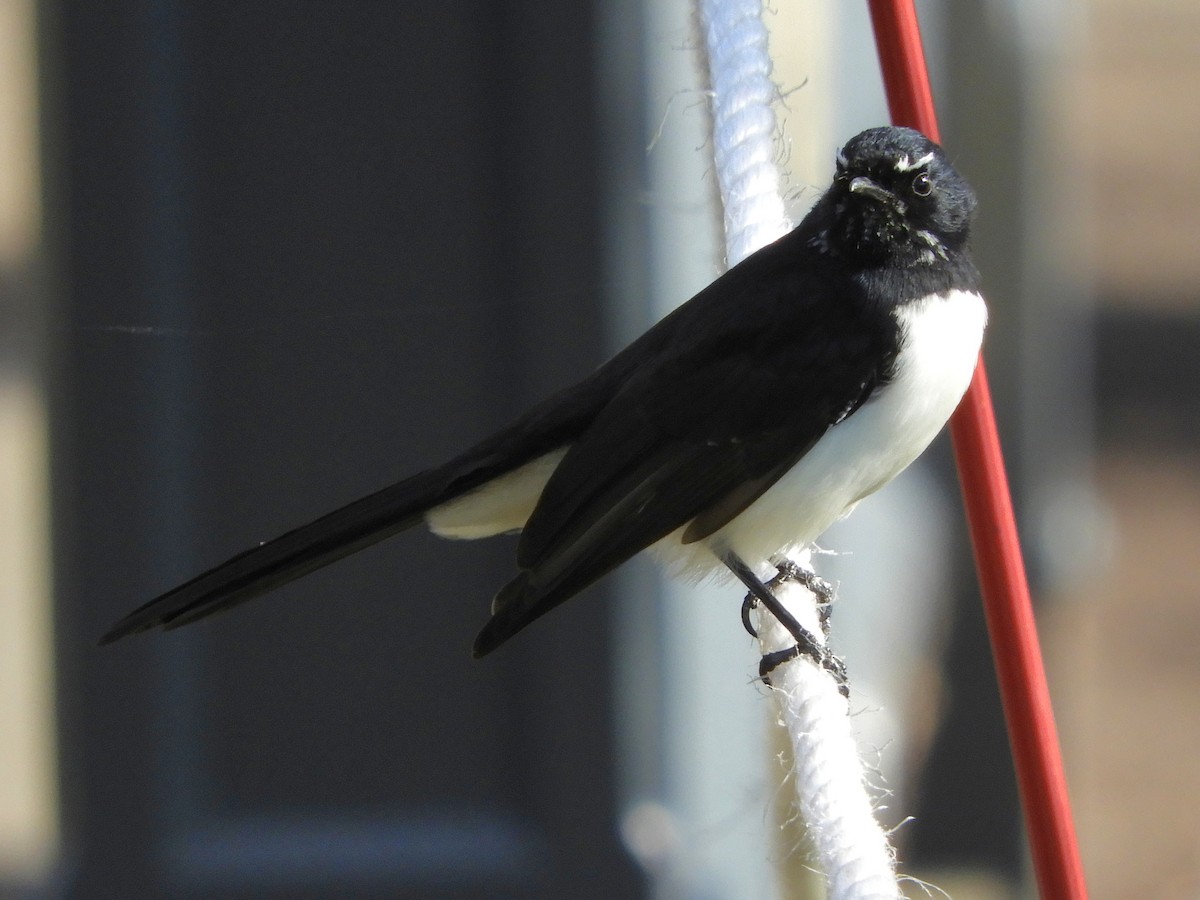 Willie-wagtail - ML620058031
