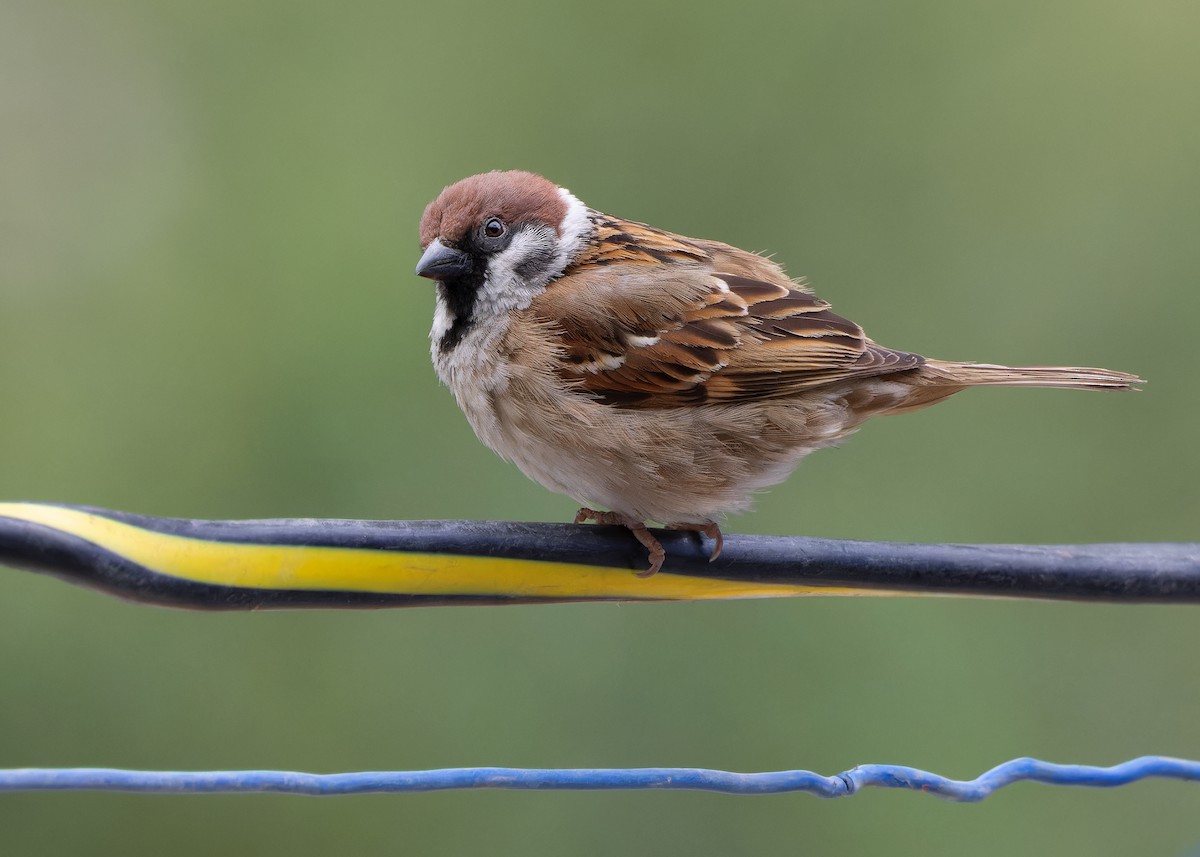Eurasian Tree Sparrow - ML620058046