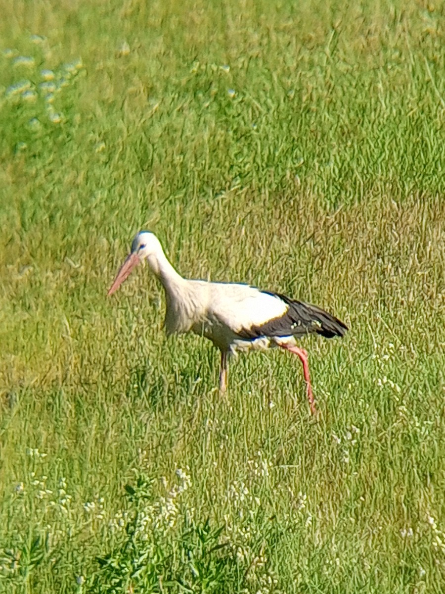 White Stork - ML620058049