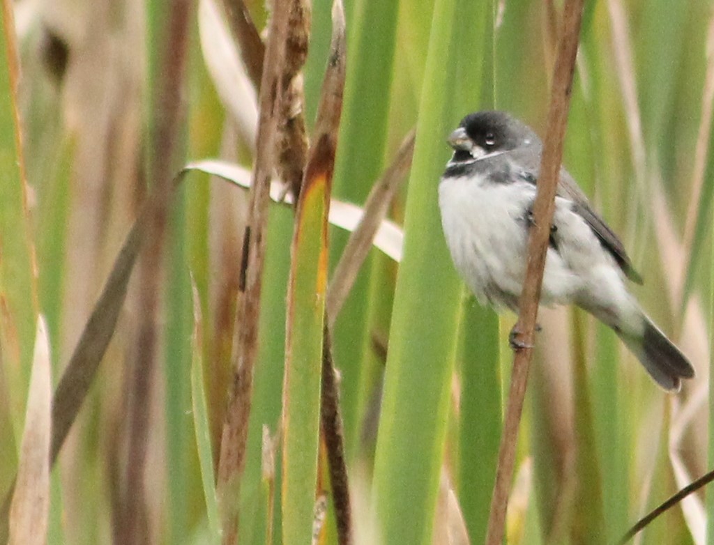 Double-collared Seedeater - ML620058056