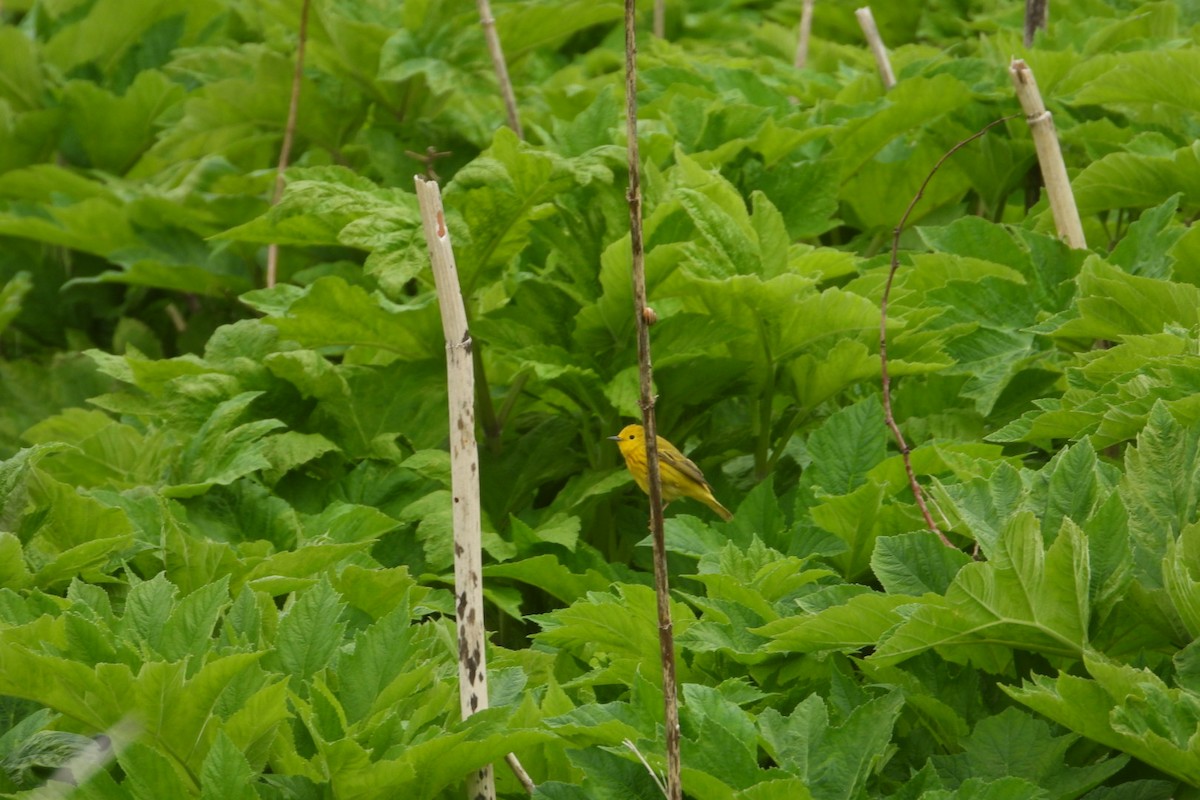 Yellow Warbler - ML620058065