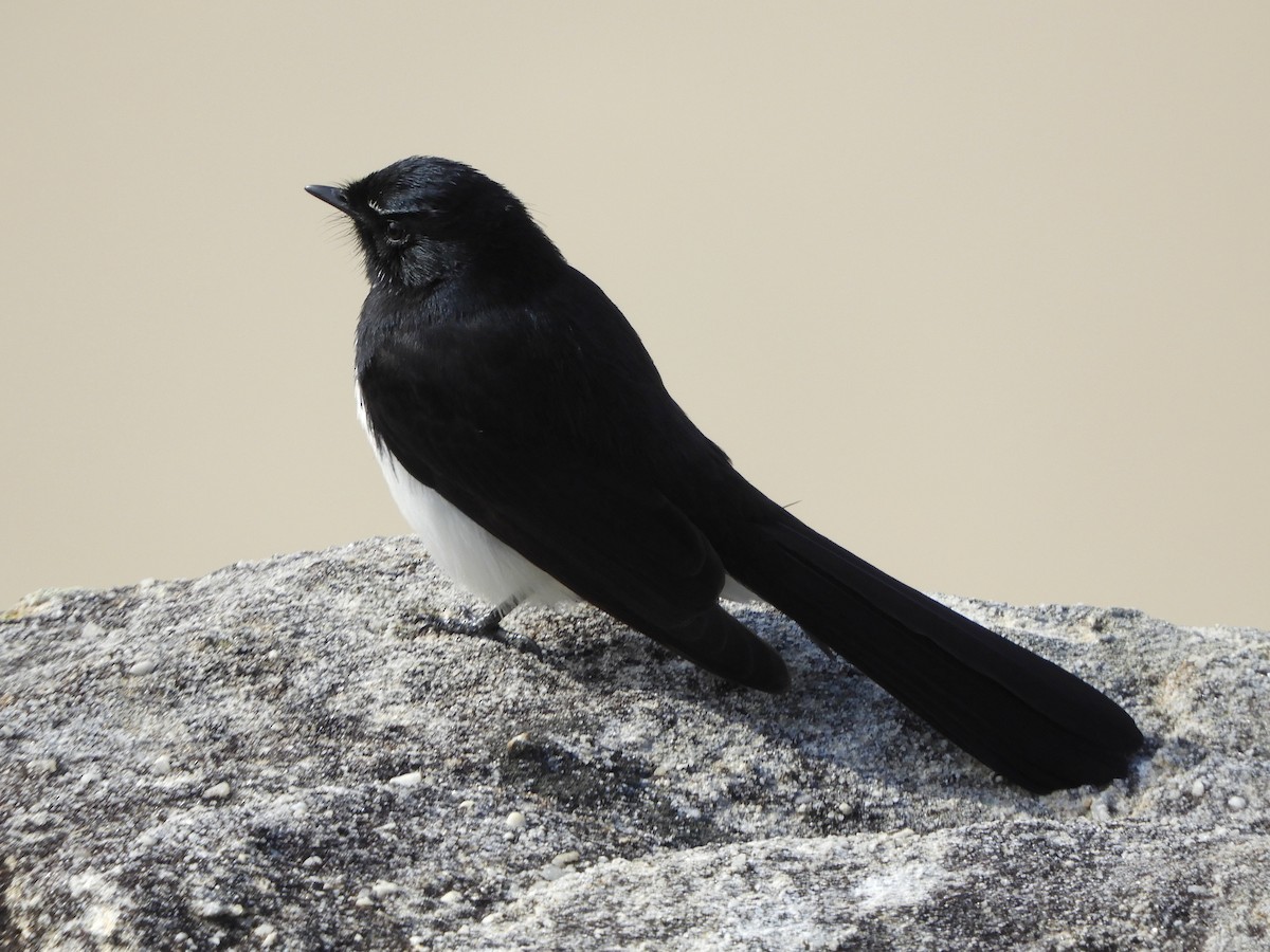 Willie-wagtail - ML620058071