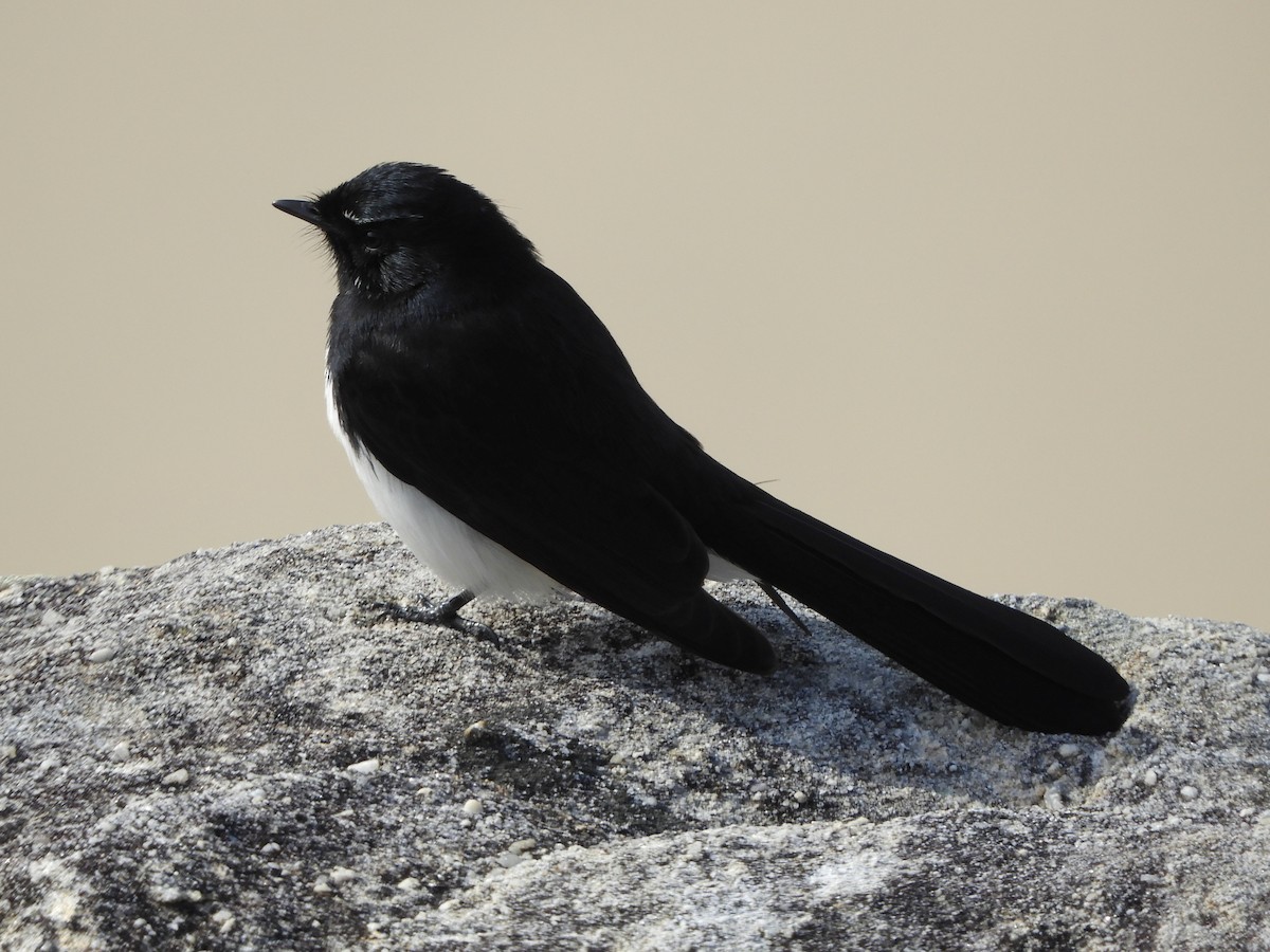 Willie-wagtail - ML620058072