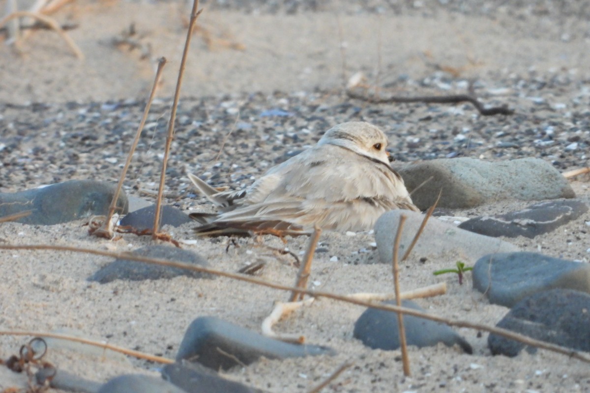 Piping Plover - ML620058073