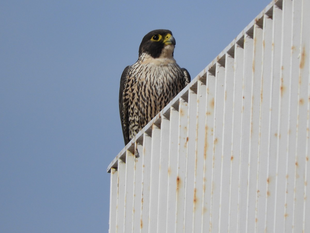 Peregrine Falcon (Australian) - ML620058076