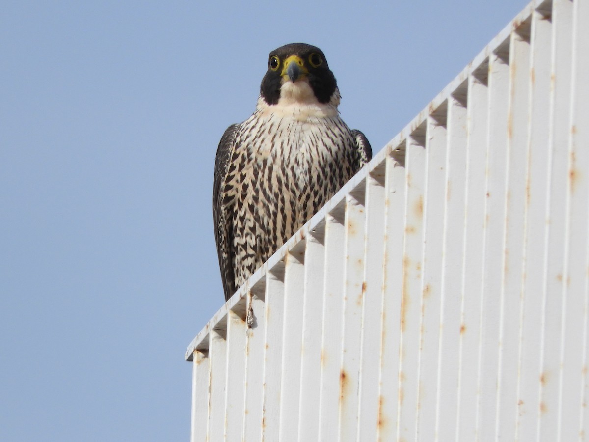 Peregrine Falcon (Australian) - ML620058077