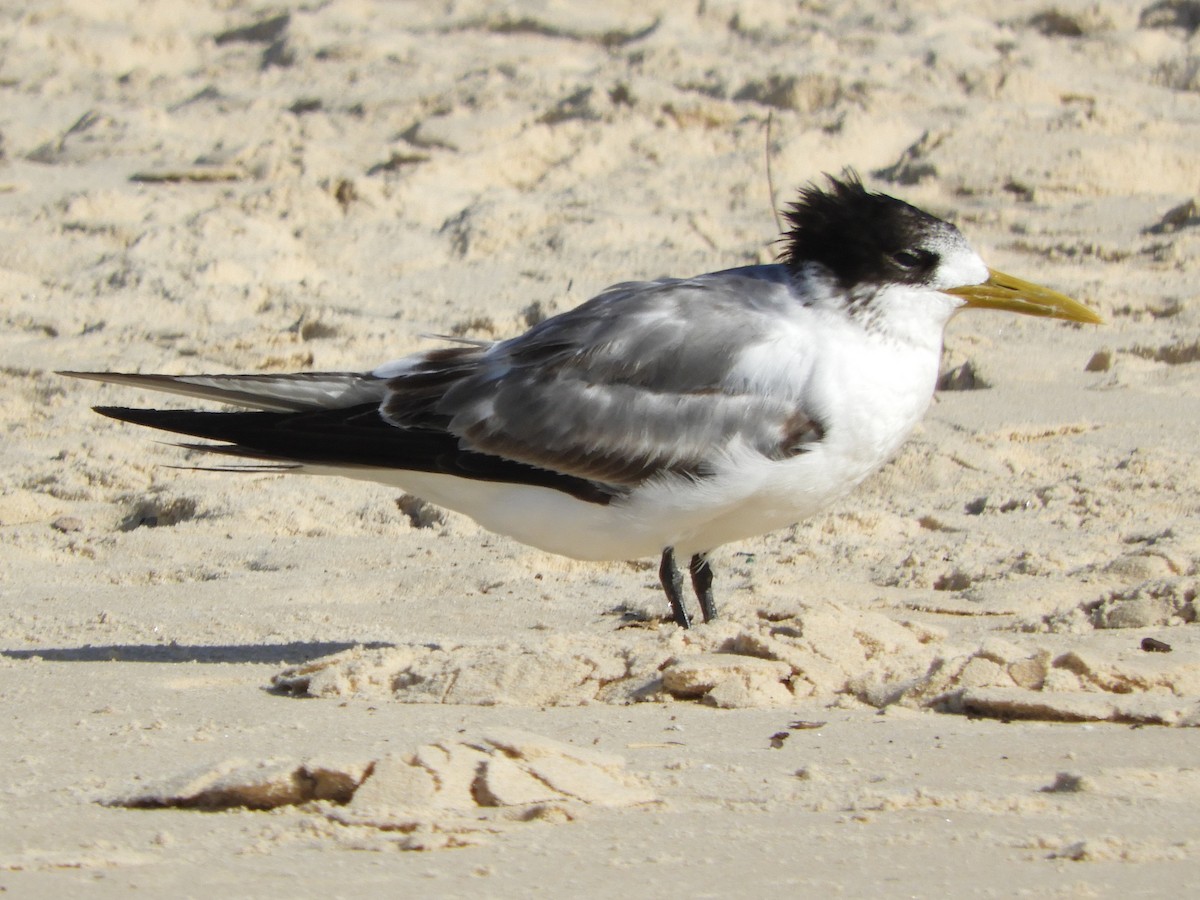 Great Crested Tern - ML620058082