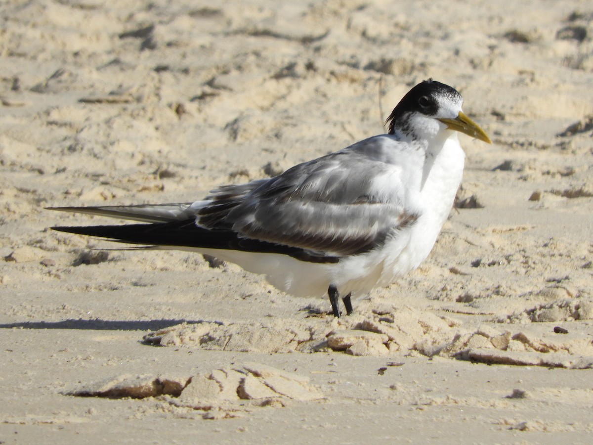 Great Crested Tern - ML620058083