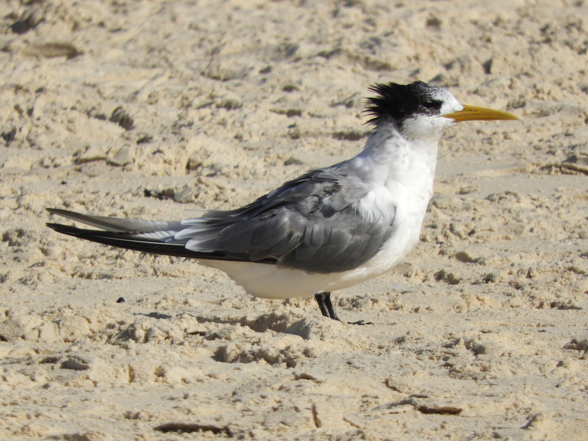 Great Crested Tern - ML620058084