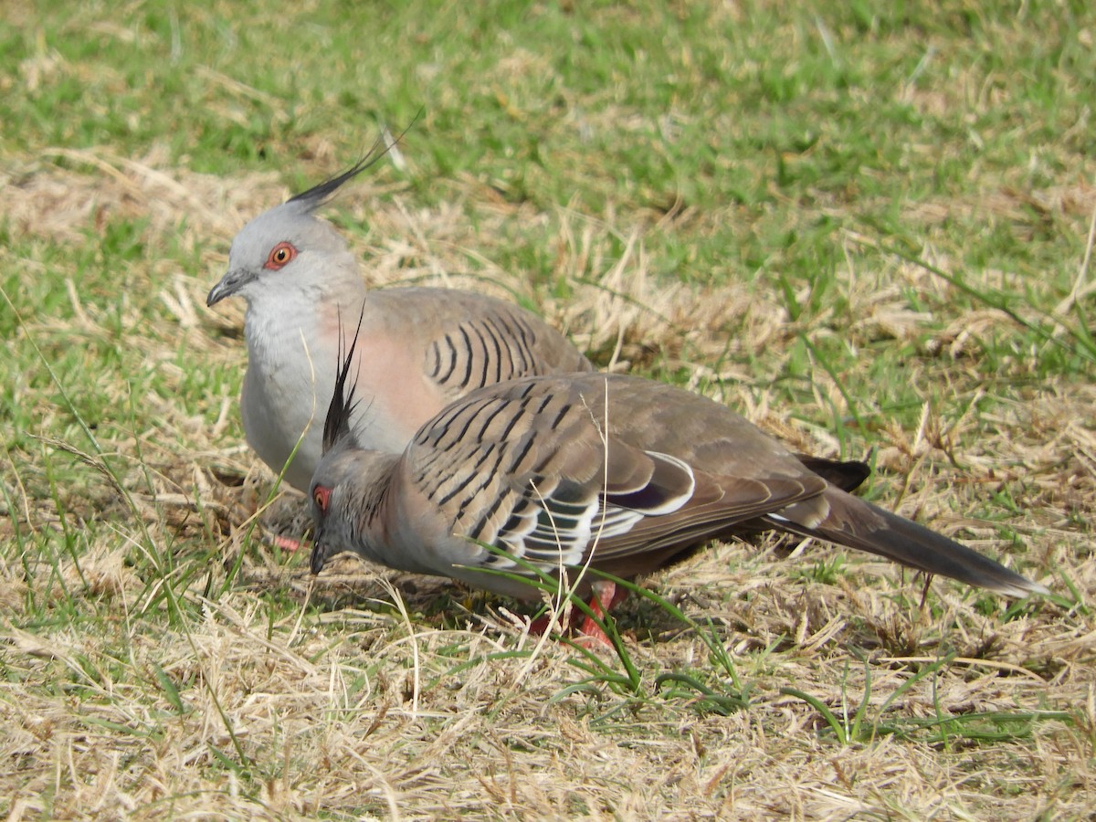 Crested Pigeon - ML620058094