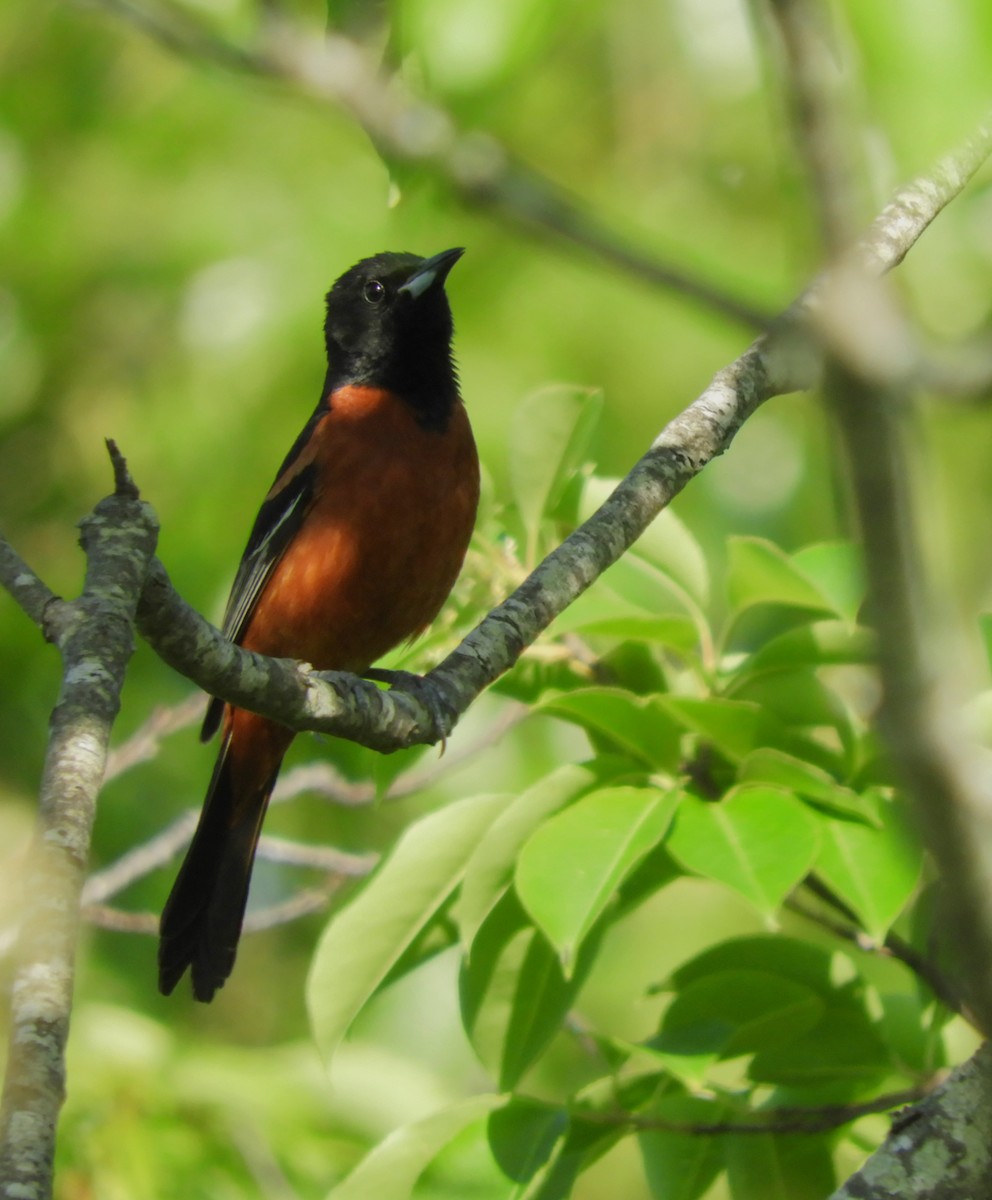 Orchard Oriole - ML620058116