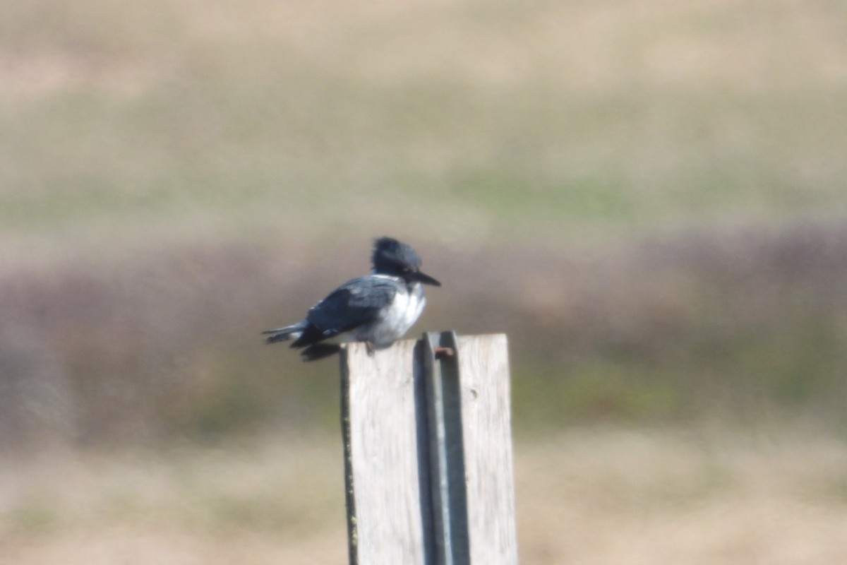 Belted Kingfisher - ML620058120